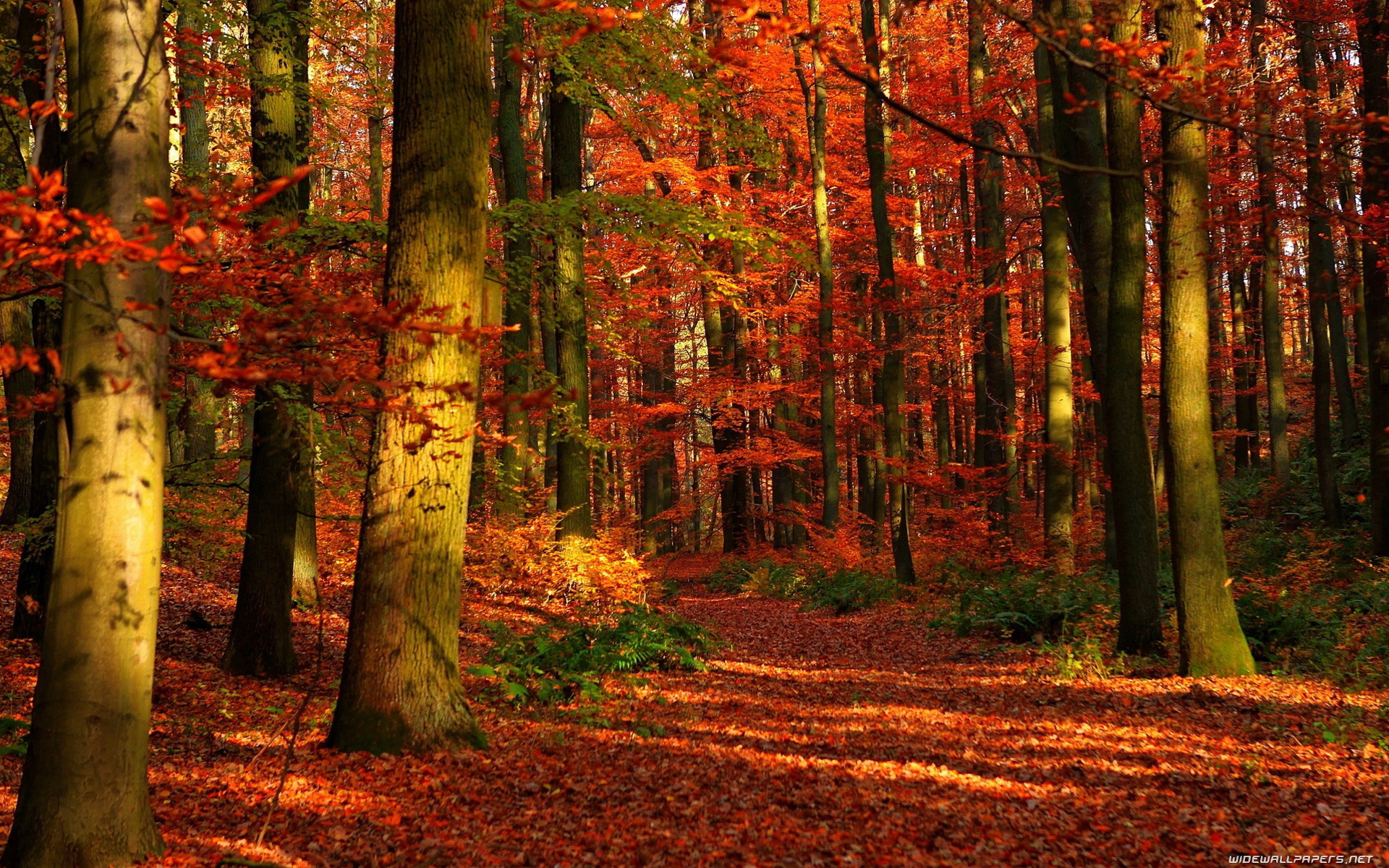 forest-path